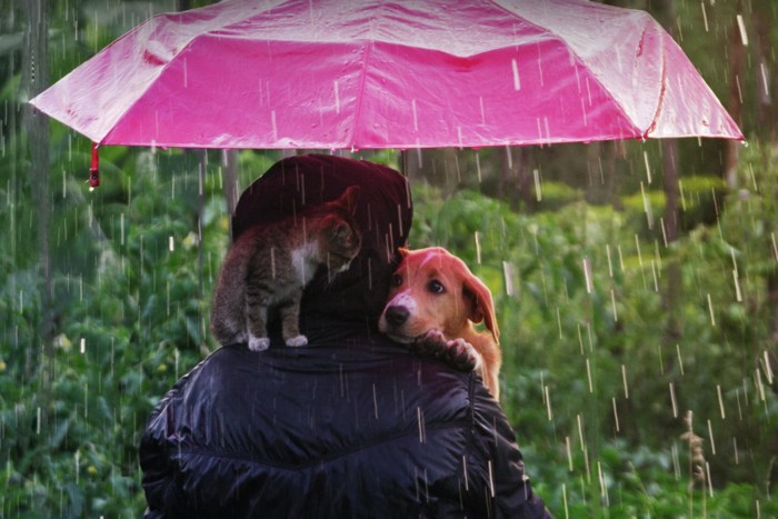 1つの傘で雨をしのぐ犬と猫と人