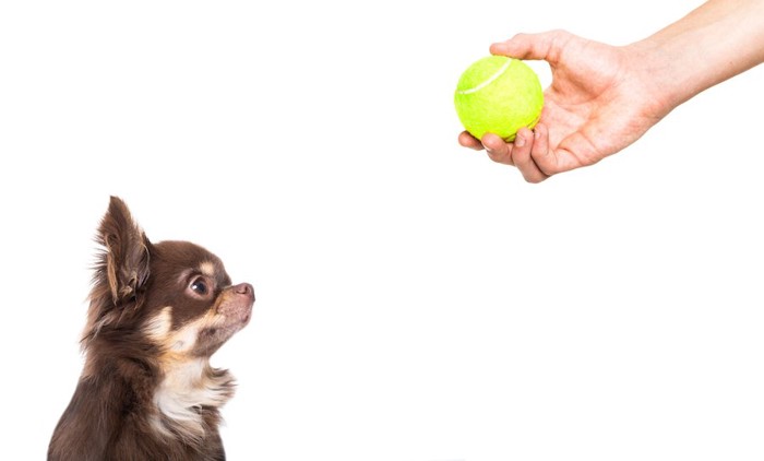 テニスボールを持つ人の手を見つめる犬