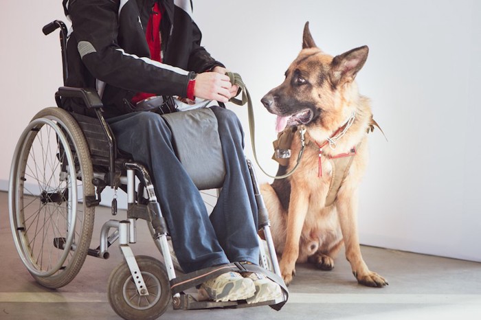 車椅子の人と介助犬のGシェパード