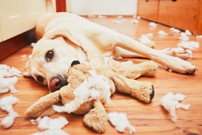 ぬいぐるみタイプのおもちゃを破壊する犬