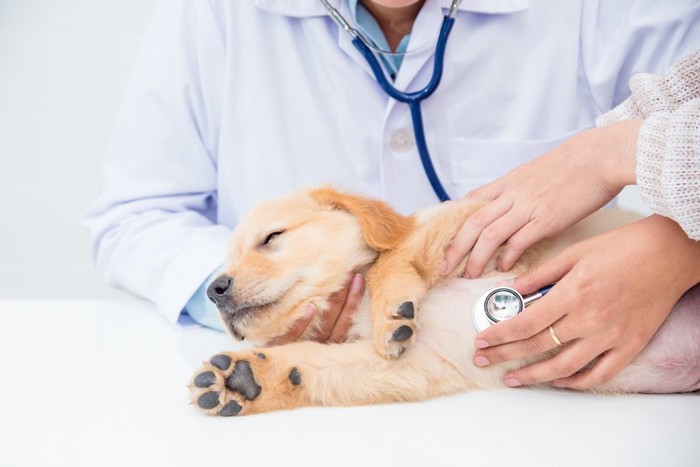 横になって獣医師に聴診器を当てられている子犬
