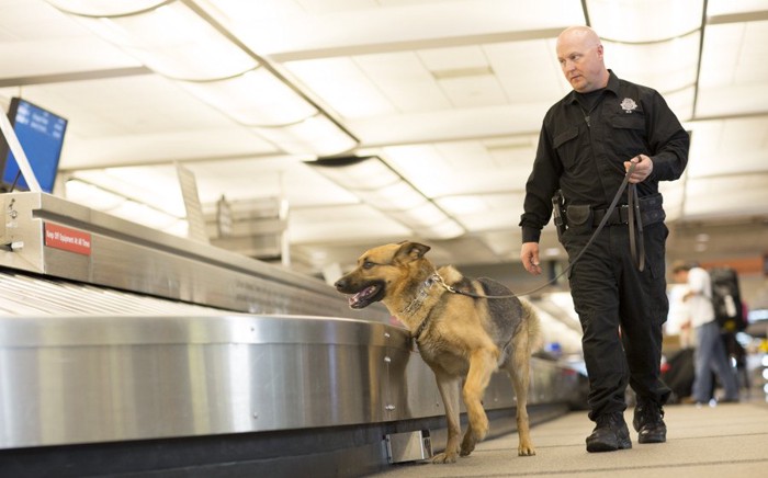 空港で働く警察犬