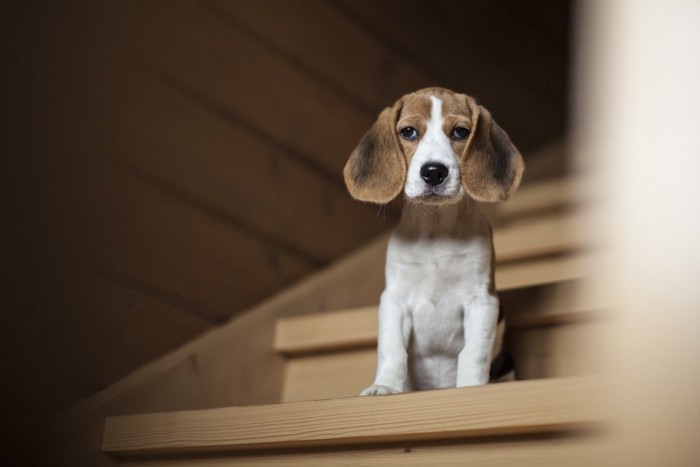 階段の途中で座る悲しげな犬