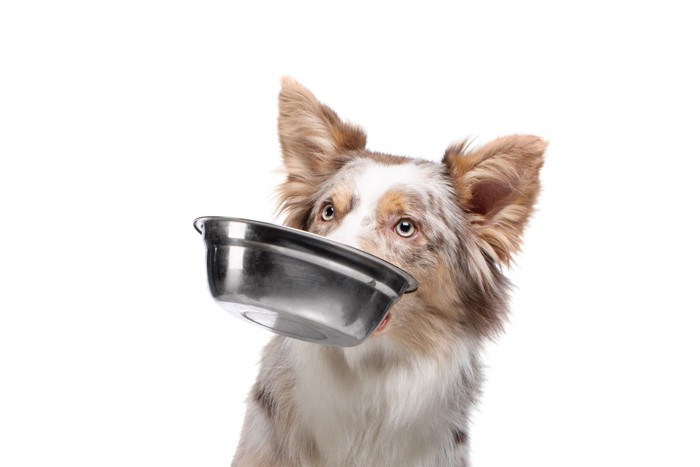 お皿をくわえて催促する犬