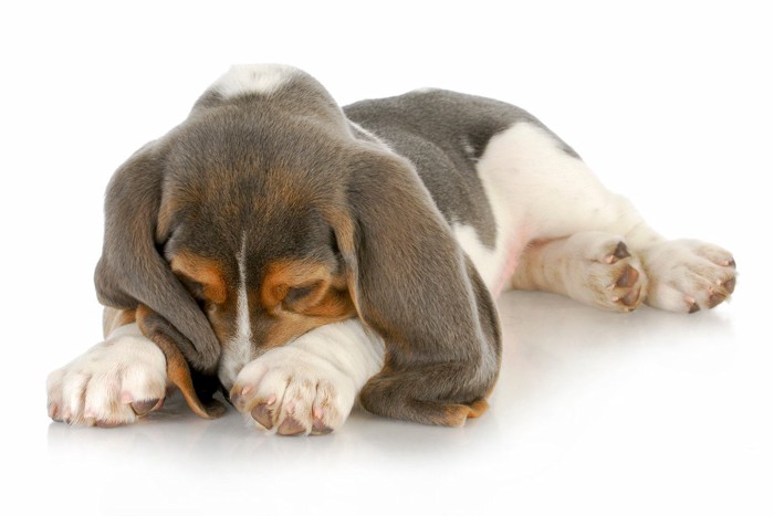 うつむいて眠るバセットハウンドの子犬