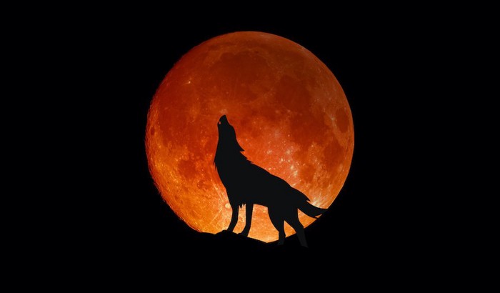満月と遠吠えするオオカミのシルエット