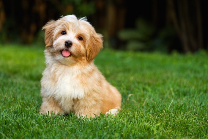 芝生の上に座って笑顔を見せる犬