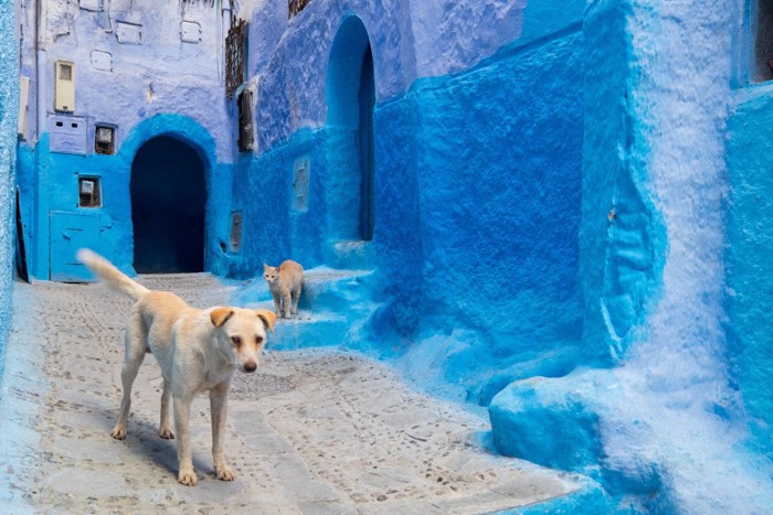 モロッコの街を歩いている犬