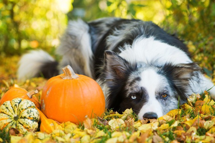 かぼちゃと紅葉と横になる犬