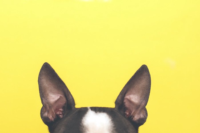 黄色の背景と黒い犬の耳