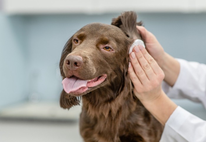 犬の耳を拭いている獣医