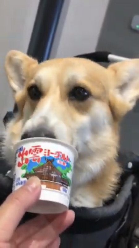 ヨーグルトを食べる犬