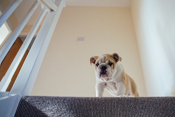 階段のうえから下を見る犬