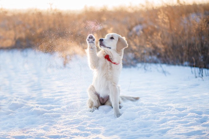 雪の上で手をあげている子犬