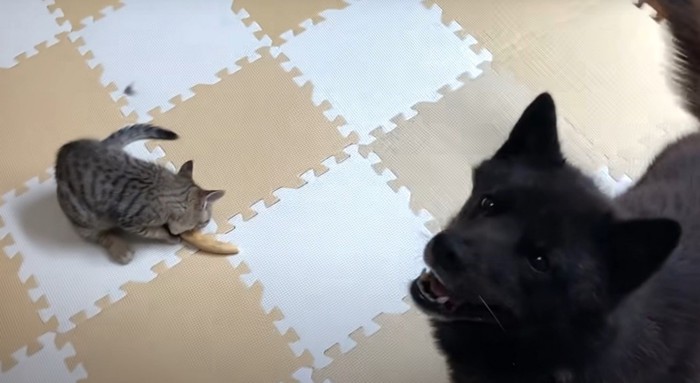 オモチャを噛む猫と見守る犬