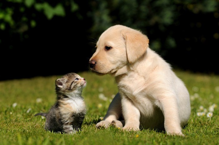芝生の上にいる子犬と子猫