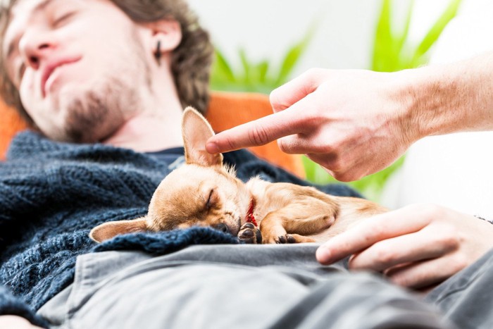 男性の上で寝ているのに耳を触られる犬