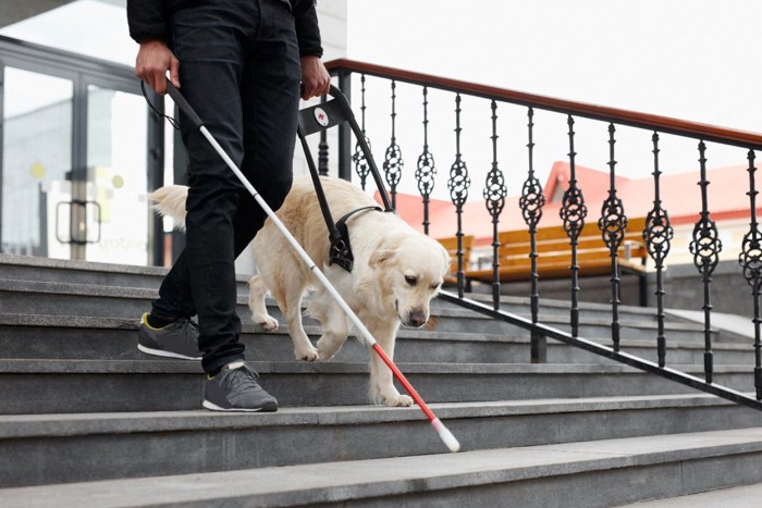 階段を降りる盲導犬と男性