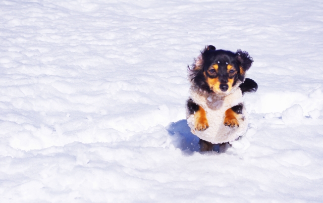 雪の中を走っている犬の写真