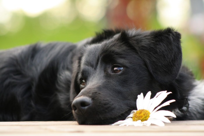 花を持っている黒い犬