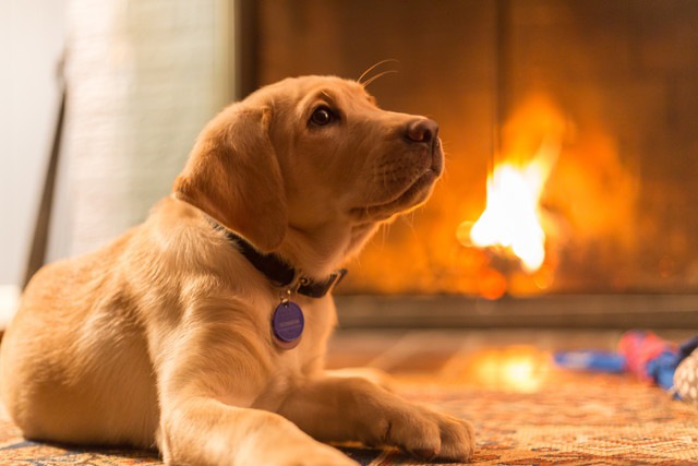 暖炉の前にいる犬