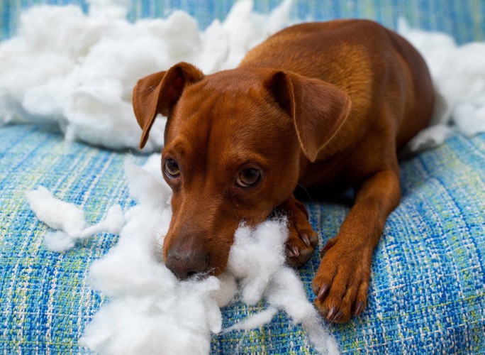 綿を散らかしている犬