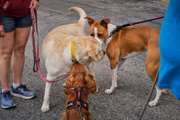 散歩中に挨拶を交わす犬たちと飼い主
