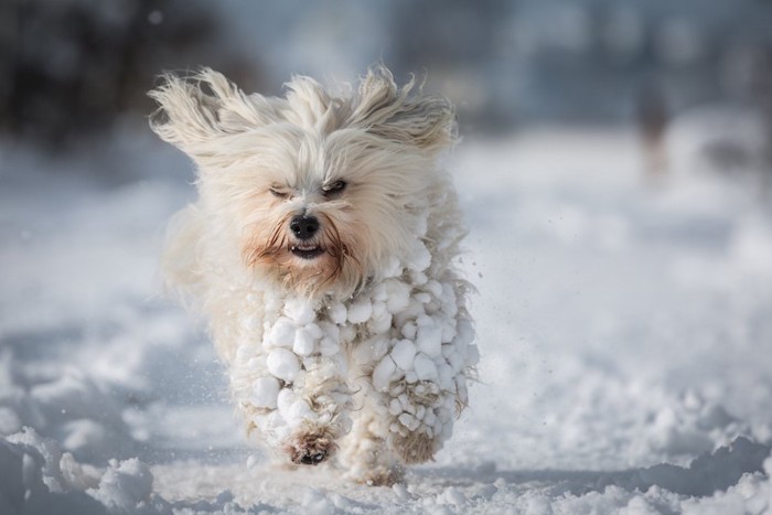 雪玉だらけで走る犬