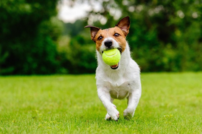 ボールをくわえて遊んでいる犬