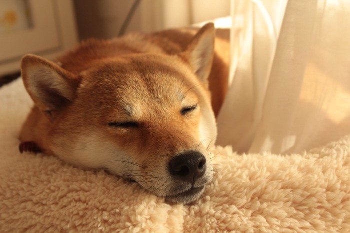 室内で眠る柴犬