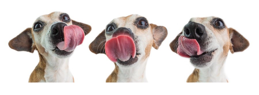 3パターンの舌を出す犬