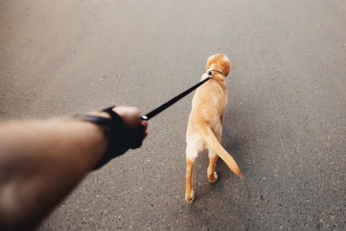 散歩中にリードを引っ張る犬