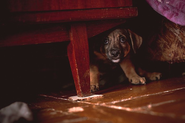 机の下に隠れる子犬
