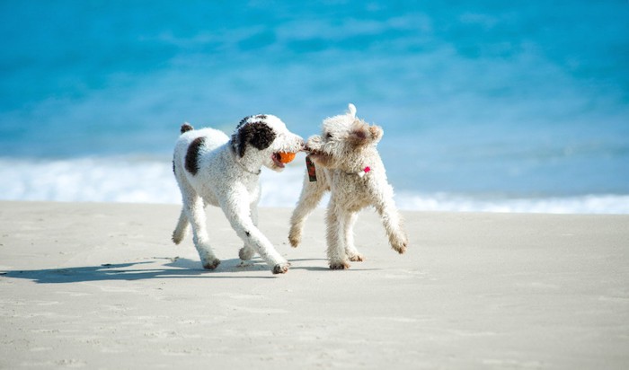海辺でおもちゃで一緒に遊ぶ二匹の犬