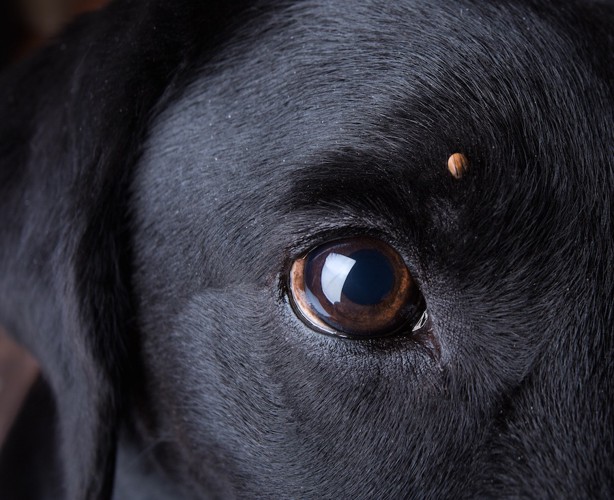 黒い犬の瞳アップ