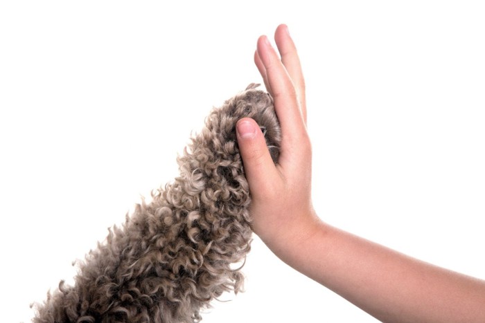 ハイタッチする犬と人間の手