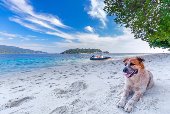 タイのビーチでくつろぐ犬