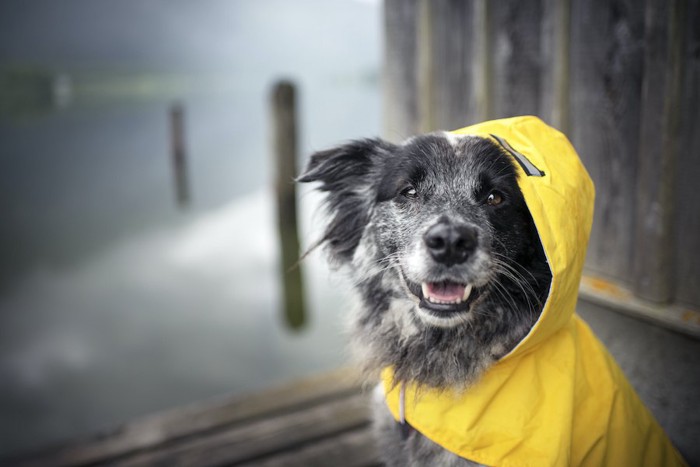 黄色いレインコートを着た犬