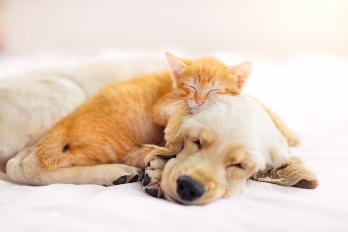 一緒に寝る犬と猫