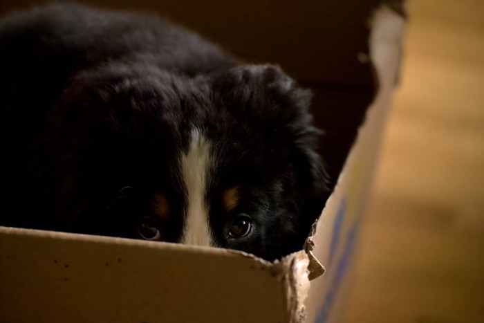 箱の中から様子をうかがっている犬
