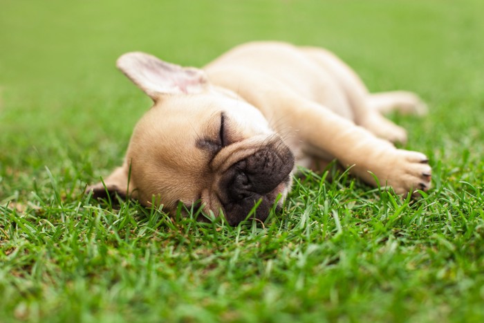 草むらで寝転がるフレンチブルドッグの幼犬