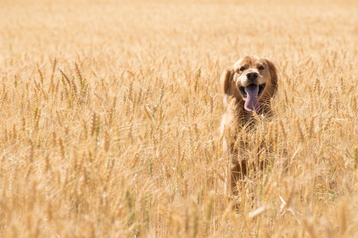 小麦畑にいる犬
