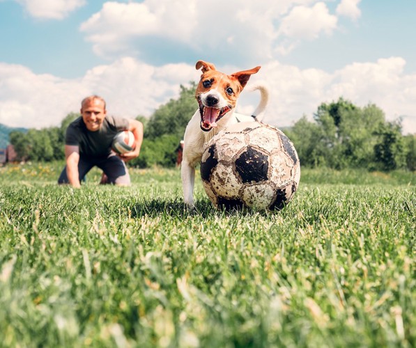 ボール遊びをする楽しそうな犬
