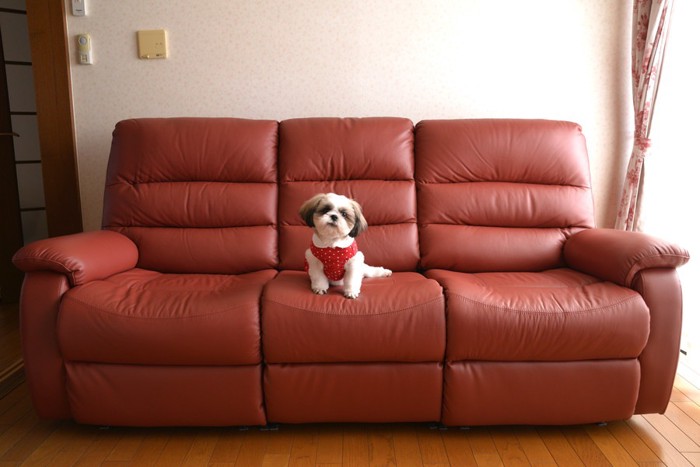 赤いソファに座る犬
