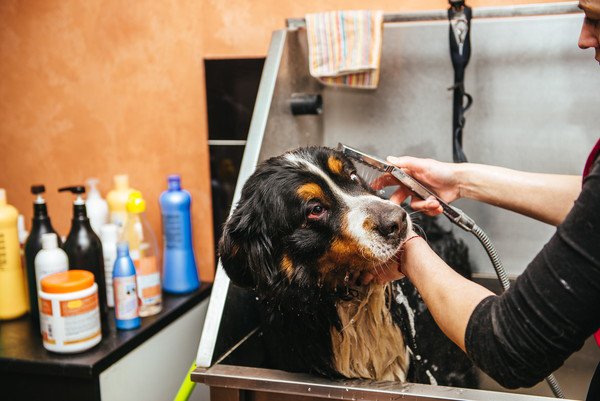 自宅以外で犬を洗える場所と利用方法