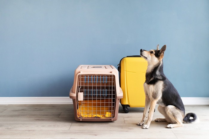 クレートと犬とスーツケース