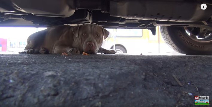 車の下に隠れる犬