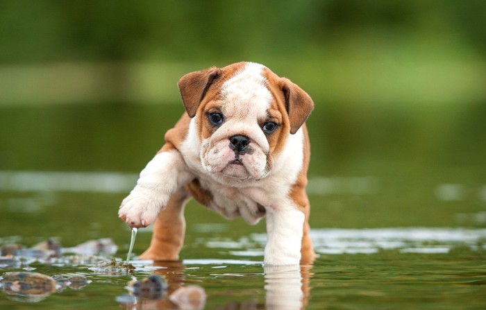 水遊びをするブルドッグの子犬