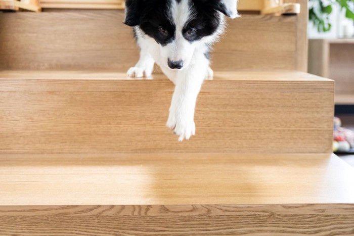 階段を下りる子犬