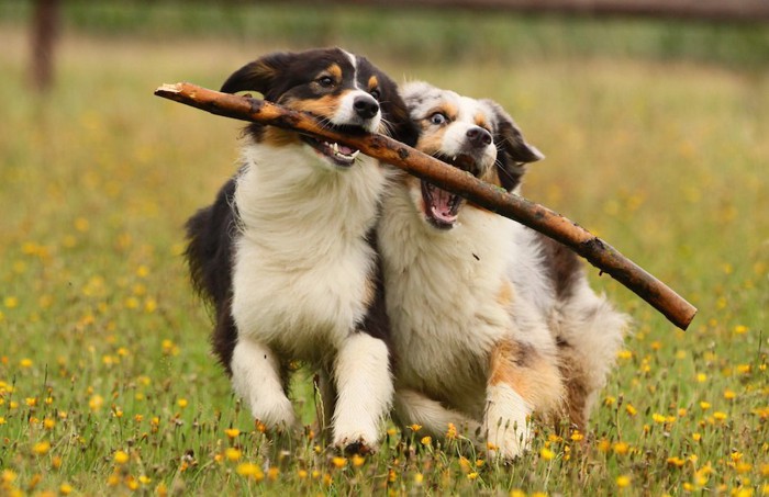 木の棒で遊ぶ2匹の子犬